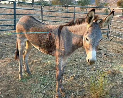 Wild Ass Recovering Following Recent Bow Assault on Wild Burros in the Golden State